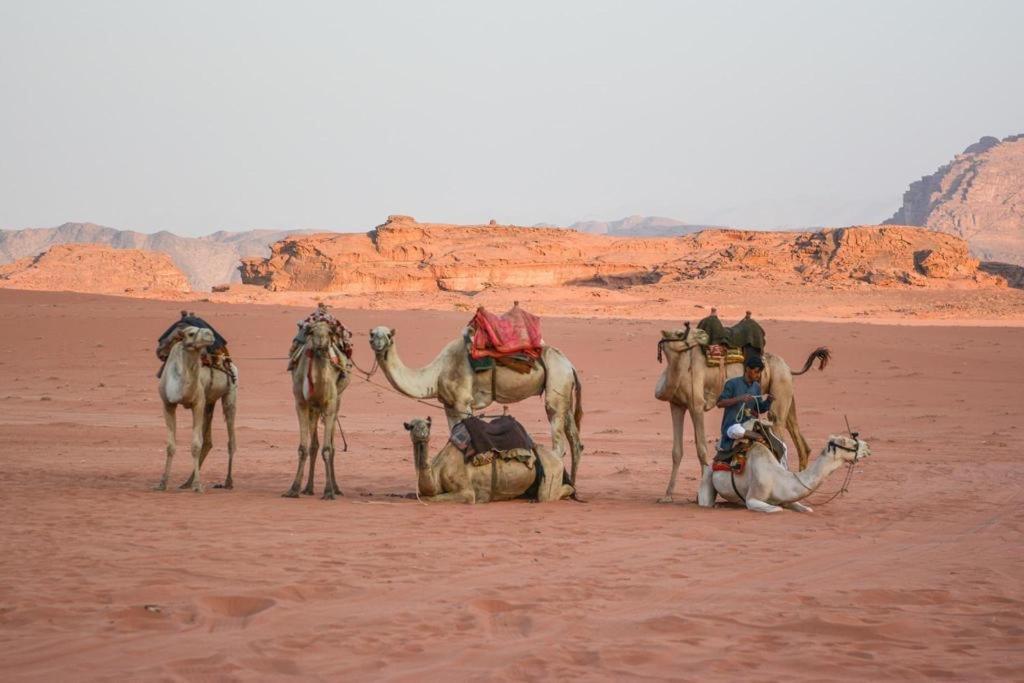 Desert Shine Camp Wadi Rum Bagian luar foto